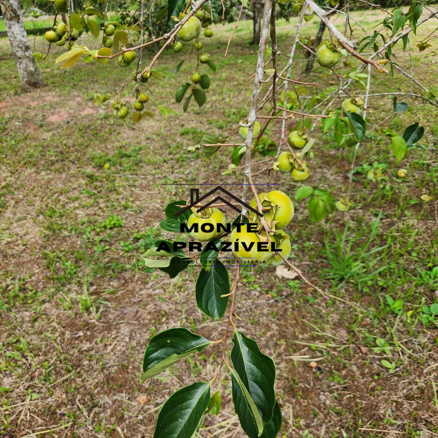 Fazenda-Sítio-Chácara, 5400 m² - Foto 4